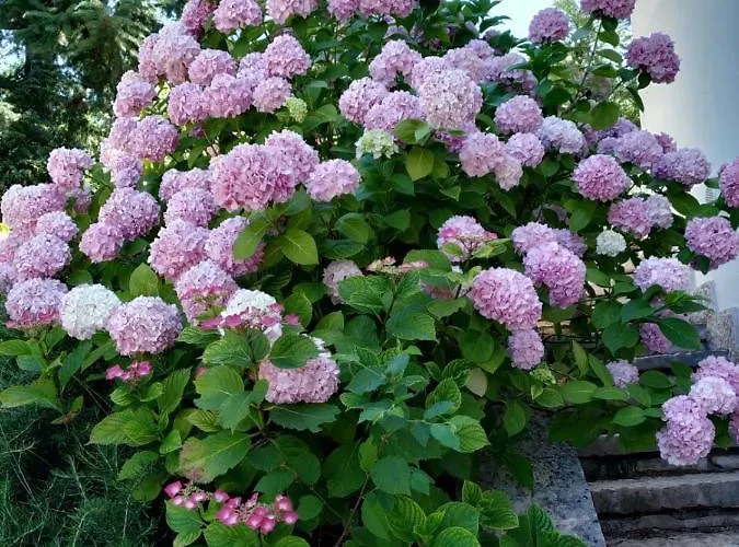 Nyaraló Casa Fellini San Zeno di Montagna