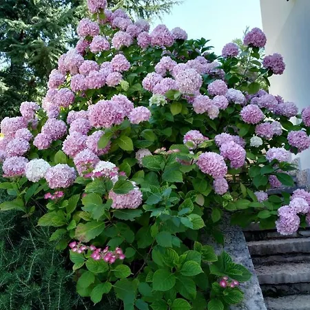 Dom wakacyjny Casa Fellini San Zeno di Montagna